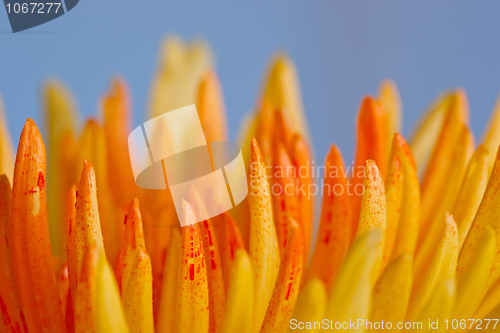 Image of Extreme macro shot of a chrysanthemum against a blue background