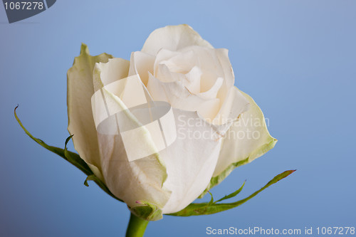 Image of Macro shot of a white rose against a white background
