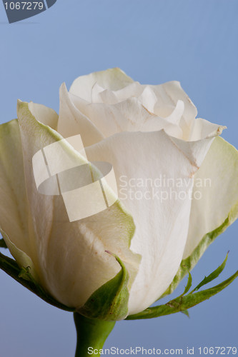 Image of Macro shot of a white rose against a white background