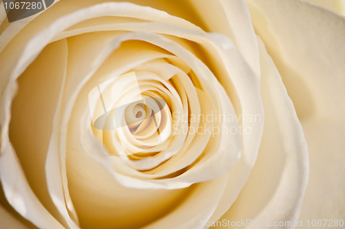 Image of Extreme macro shot of a white rose