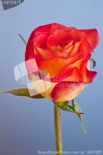 Image of Macro shot of a yellow rose against a blue background