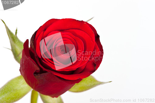Image of Macro shot of a red rose against a white background