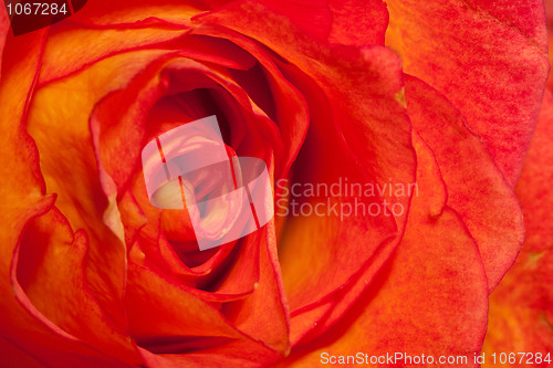 Image of Extreme macro shot of an orange rose