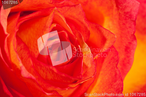 Image of Extreme macro shot of an orange rose