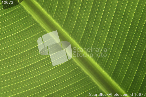 Image of Banana Leaf