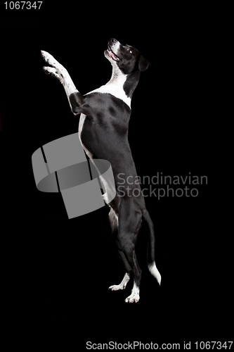 Image of Beautiful mixed breed dog, standing over white background