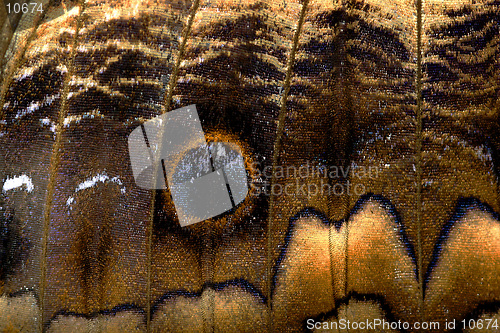 Image of Butterfly Wing