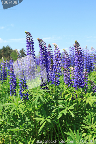Image of Lupine