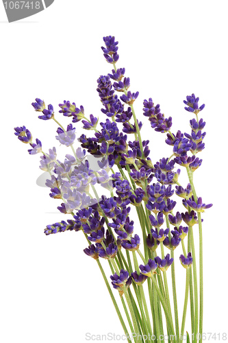 Image of Lavender