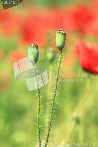 Image of Poppy