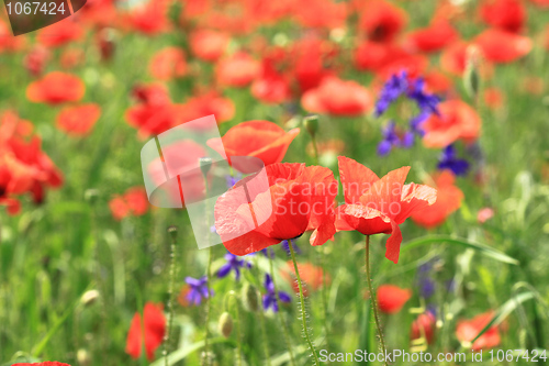 Image of Poppy meadow