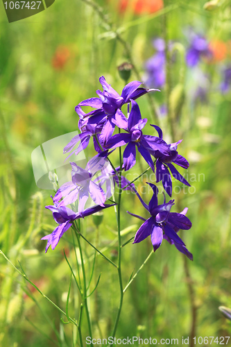 Image of Larkspur