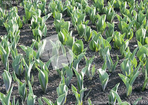 Image of Tulips in early spring