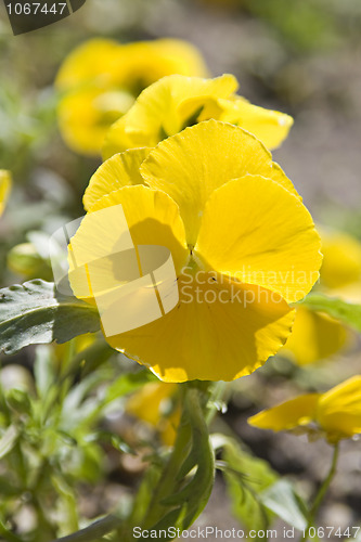 Image of Yellow pansy