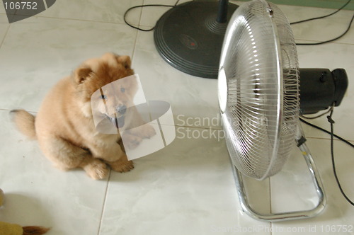Image of dog infront of fan