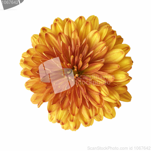 Image of Big orange flower