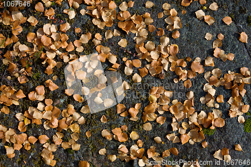 Image of Yellow autumn leaves