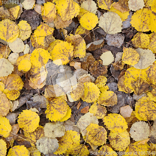 Image of Autumn leaves