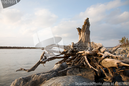 Image of Rotten old snag