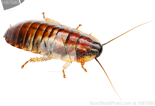 Image of African big cockroach