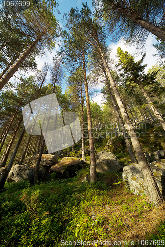Image of Northern green wood