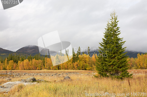 Image of Autumn landscape with a fur-tree