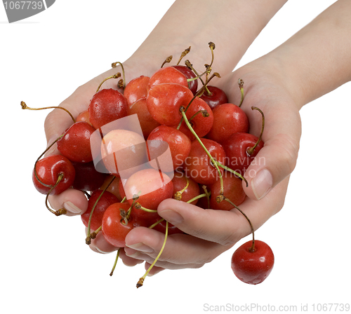 Image of Sweet cherry in palms