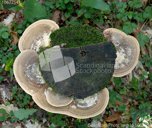 Image of Stub with mushrooms and a moss