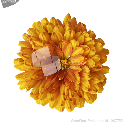 Image of Orange flower