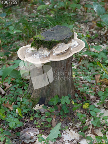 Image of Stub covered with mushrooms