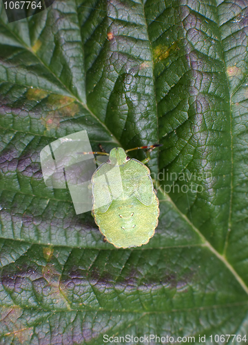 Image of Green young bug