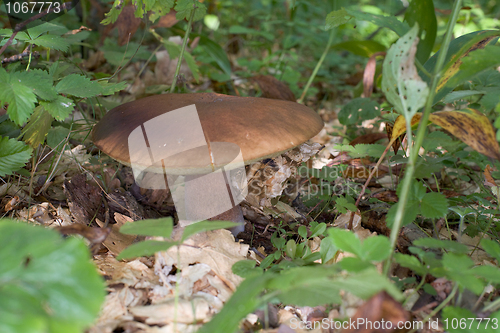 Image of Edible mushroom