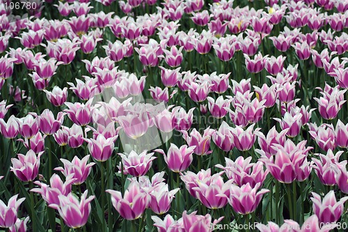 Image of Field of tulips