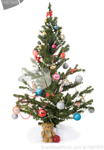 Image of Ñhristmas tree - fir