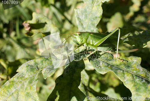 Image of Grasshopper