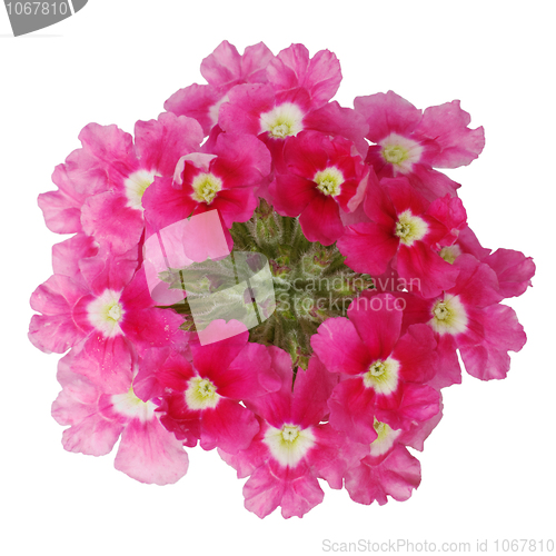 Image of Dark pink flower