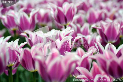 Image of Summer tulips