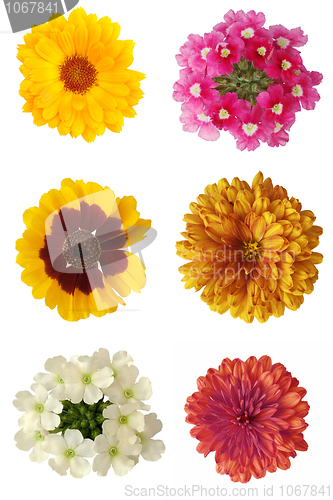 Image of Six flowers