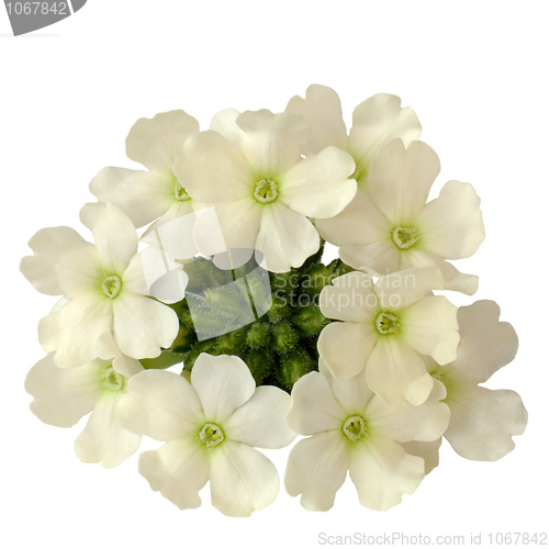 Image of Snow-white flowers