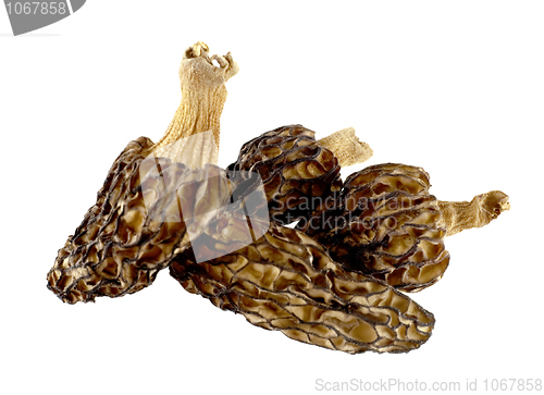 Image of Dried morels on a white