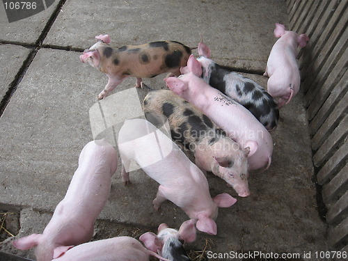 Image of Piglets