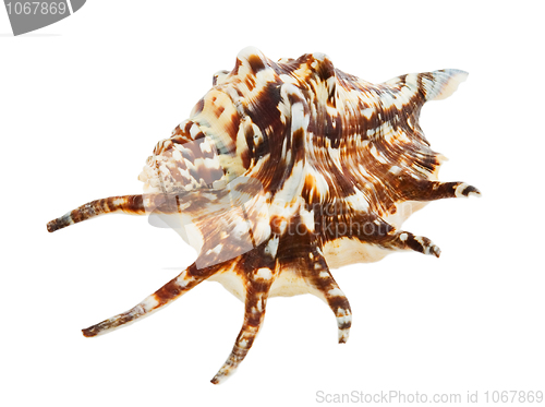 Image of Sea cockle-shell