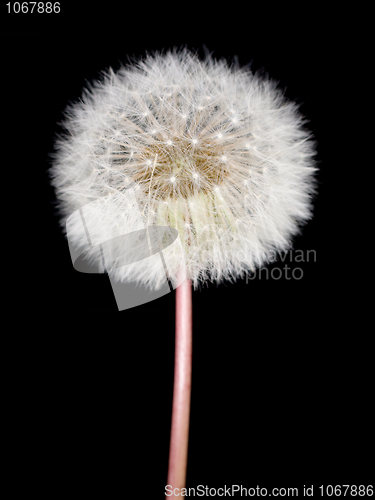 Image of Dandelion