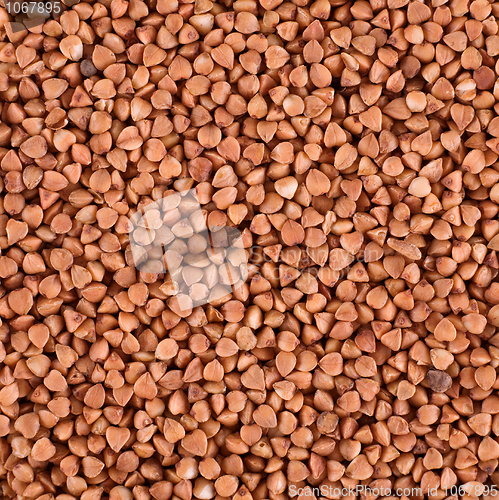 Image of Golden buckwheat