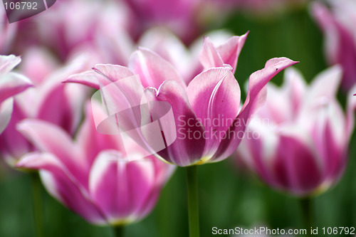 Image of Pink tulips close up