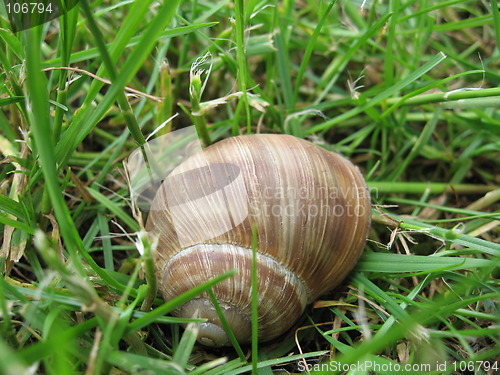 Image of Snail