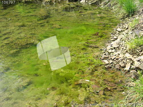 Image of Water grass