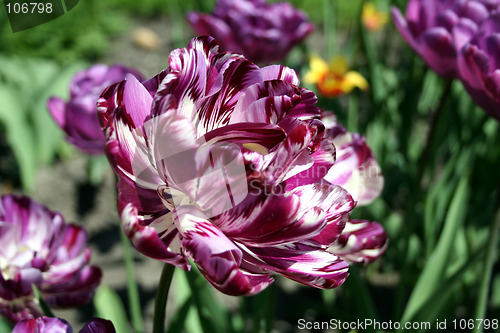 Image of Parrot tulip