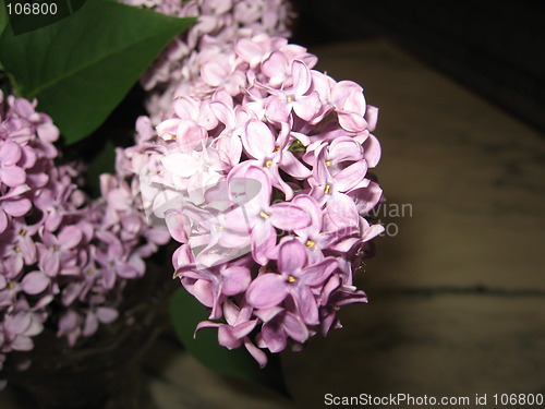 Image of Syringa