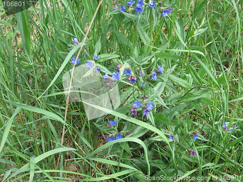 Image of Blue flower
